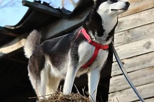 Nana - sunia w typie husky poszukuje domu