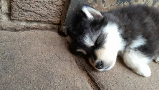 Szczenięta rasy alaskan malamute szukają swojego stałego domu., , Rola Gracowa