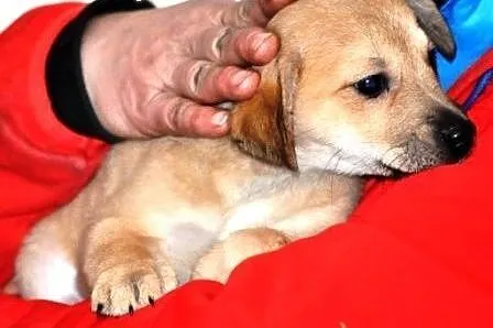 Melania śliczna suczka szczeniak 9 tyg. ADOPCJA,  