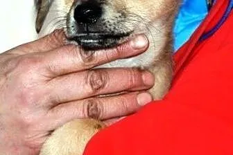 Melania śliczna suczka szczeniak 9 tyg. ADOPCJA,  