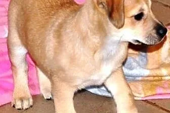 Melania śliczna suczka szczeniak 9 tyg. ADOPCJA,  