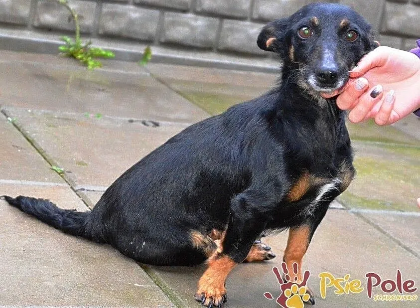 DIDINKA-super kochana, milutka, prze-fajna malutka sunia po wypadku, adopcja, Małopolskie, Kraków