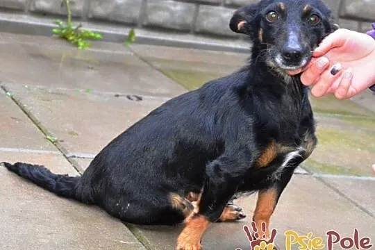 DIDINKA-super kochana, milutka, prze-fajna malutka sunia po wypadku, adopcja, Małopolskie, Kraków