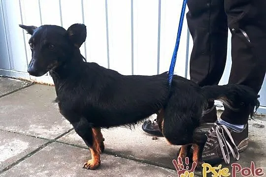 DIDINKA-super kochana, milutka, prze-fajna malutka sunia po wypadku, adopcja, Małopolskie, Kraków