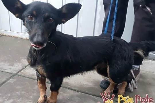 DIDINKA-super kochana, milutka, prze-fajna malutka sunia po wypadku, adopcja, Małopolskie, Kraków