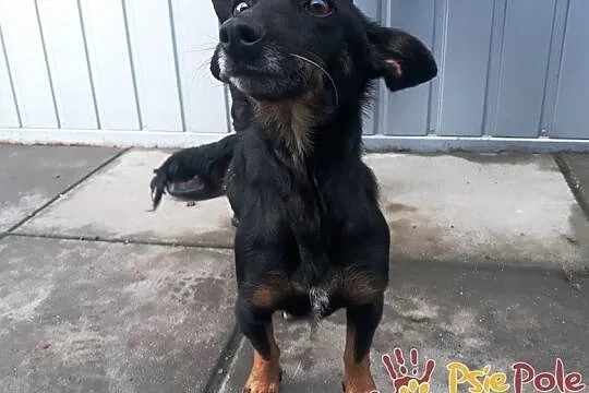 DIDINKA-super kochana, milutka, prze-fajna malutka sunia po wypadku, adopcja, Małopolskie, Kraków