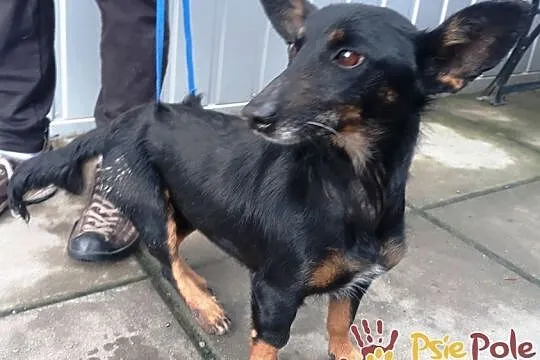 DIDINKA-super kochana, milutka, prze-fajna malutka sunia po wypadku, adopcja, Małopolskie, Kraków