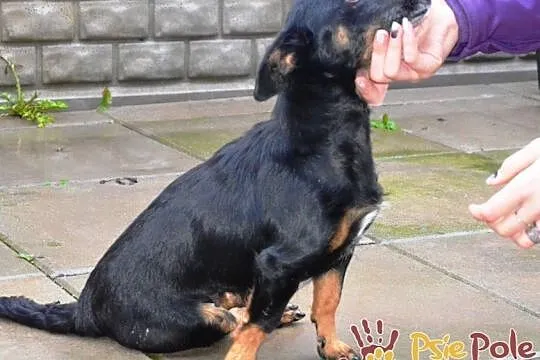 DIDINKA-super kochana, milutka, prze-fajna malutka sunia po wypadku, adopcja, Małopolskie, Kraków