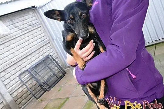 DIDINKA-super kochana, milutka, prze-fajna malutka sunia po wypadku, adopcja, Małopolskie, Kraków