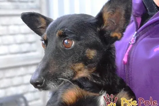 DIDINKA-super kochana, milutka, prze-fajna malutka sunia po wypadku, adopcja, Małopolskie, Kraków