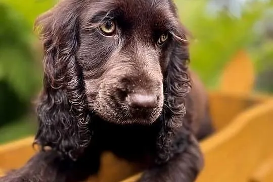 Śliczna czekoladowa suczka rasy Cocker Spaniel Angielski z Rodowodem, Śląskie, Częstochowa