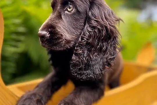 Śliczna czekoladowa suczka rasy Cocker Spaniel Angielski z Rodowodem, Śląskie, Częstochowa