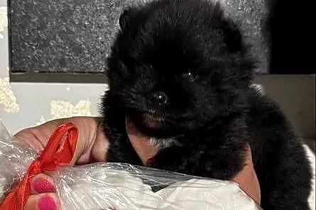 Szpic pomeranian chłopczyk