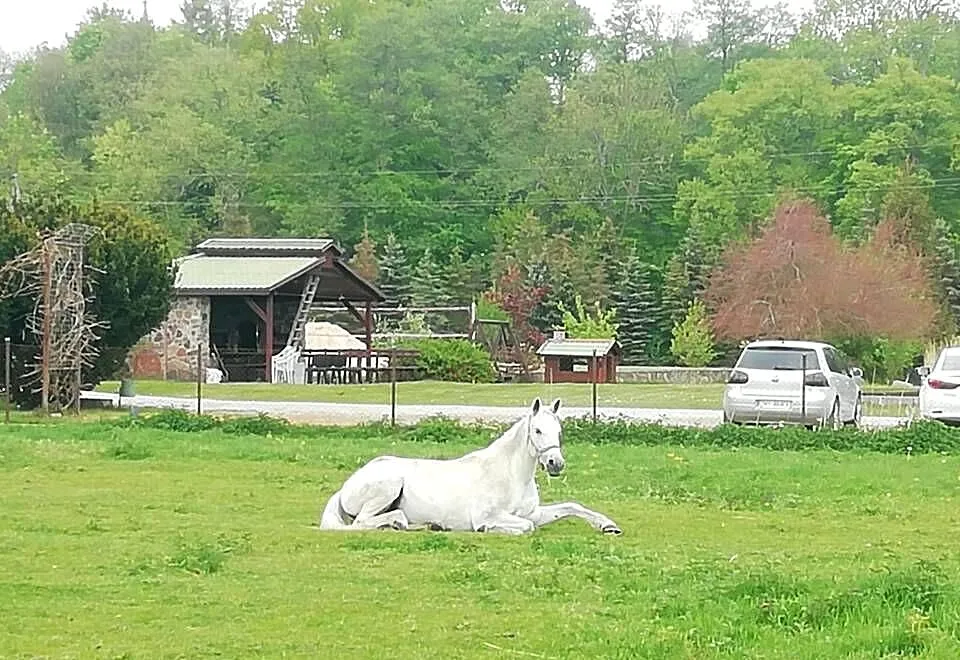 Kon klacz wielkopolska Barina sport rekreacja hodowla, Lubuskie, Strzelce Krajeńskie
