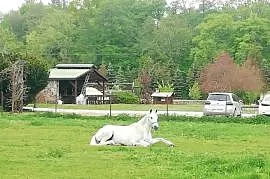 Kon klacz wielkopolska Barina sport rekreacja hodowla