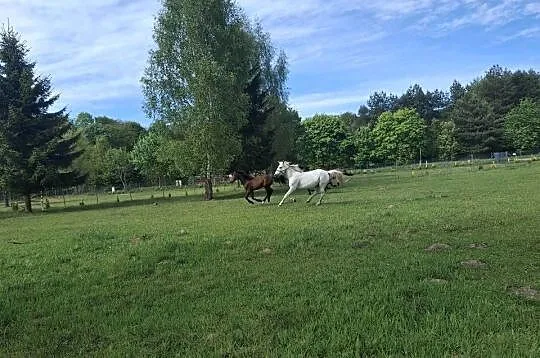 Kon klacz wielkopolska Barina sport rekreacja hodowla, Lubuskie, Strzelce Krajeńskie