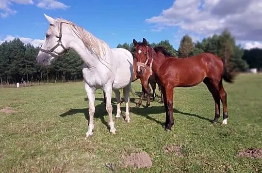 Kon klacz wielkopolska Barina sport rekreacja hodowla, Lubuskie, Strzelce Krajeńskie
