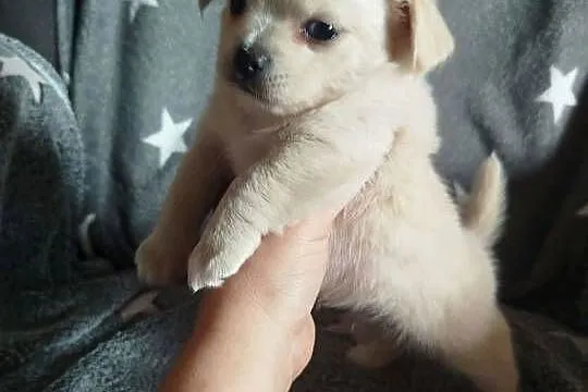 Suczka Kremowa/ długowłosy chihuahua, Mazowieckie, Warszawa