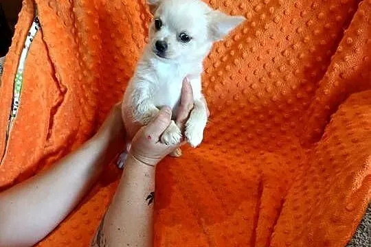 Suczka Kremowa/ długowłosy chihuahua, Mazowieckie, Warszawa