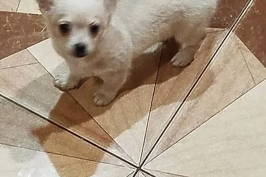 Suczka Kremowa/ długowłosy chihuahua, Mazowieckie, Warszawa