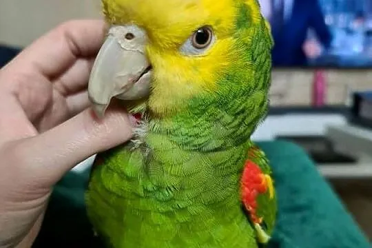 Amazonka Oratrix żółtogardła, Mazowieckie, Marki