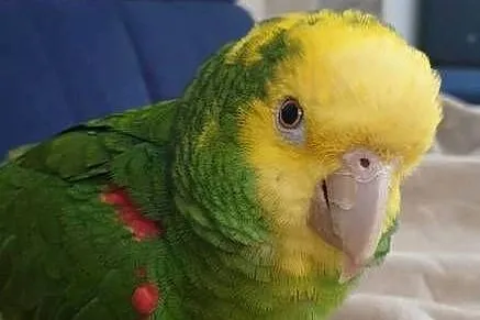 Amazonka Oratrix żółtogardła, Mazowieckie, Marki