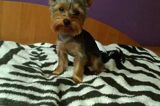 Reproduktor yorkshire terrier