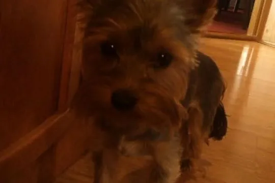 Reproduktor yorkshire terrier