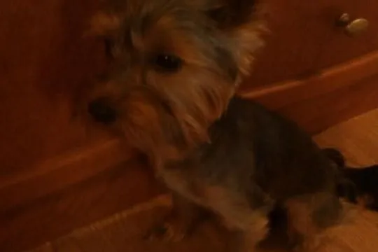 Reproduktor yorkshire terrier