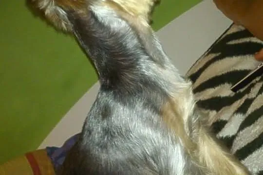 Reproduktor yorkshire terrier