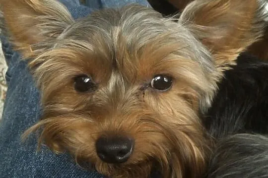 Reproduktor yorkshire terrier