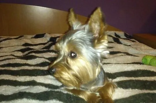 Reproduktor yorkshire terrier