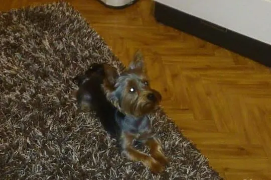 Reproduktor yorkshire terrier