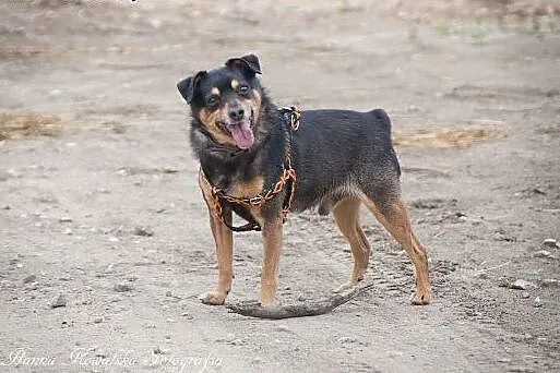 Tuptuś traci dom po raz 3!!! BARDZO PILNIE szuka d