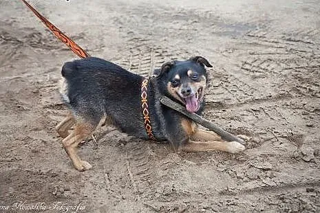 Tuptuś traci dom po raz 3!!! BARDZO PILNIE szuka d