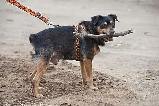 Tuptuś traci dom po raz 3!!! BARDZO PILNIE szuka d
