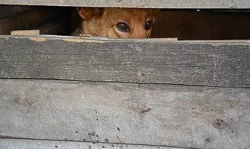Przeżył jako jedyny z licznego rodzeństwa... KAROL