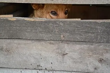 Przeżył jako jedyny z licznego rodzeństwa... KAROL