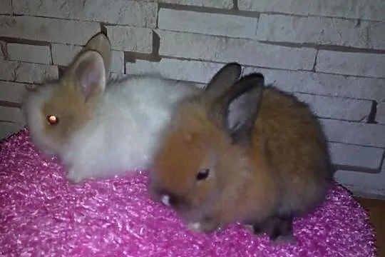 Króliczki króliki karzełeki teddy ,króliki miniatu