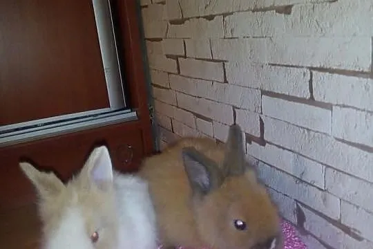 Króliczki króliki karzełeki teddy ,króliki miniatu
