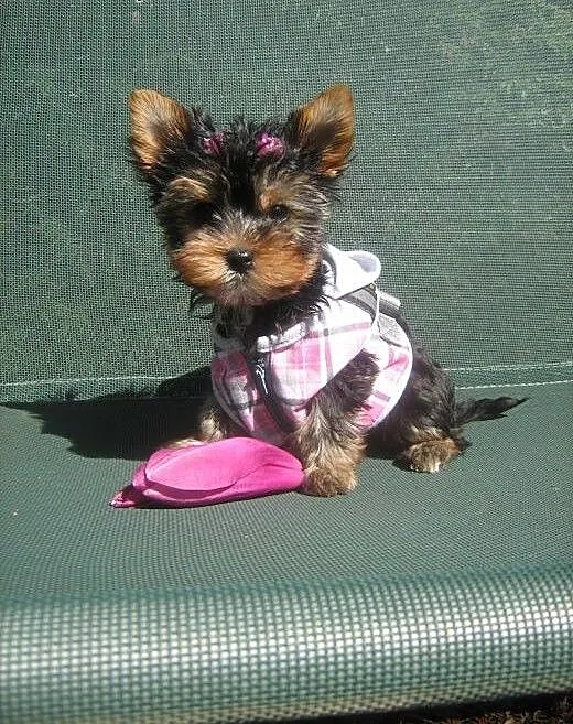 Yorkshire Terrier-sunia 2,5 miesięczna, dolnośląs
