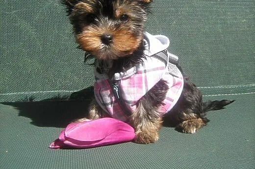 Yorkshire Terrier-sunia 2,5 miesięczna,  dolnośląs