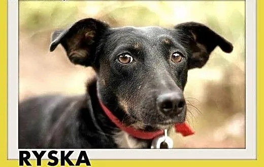 RYSKA,jamnik mix,7kg,młoda,roczna,przyjazna,nieśmi