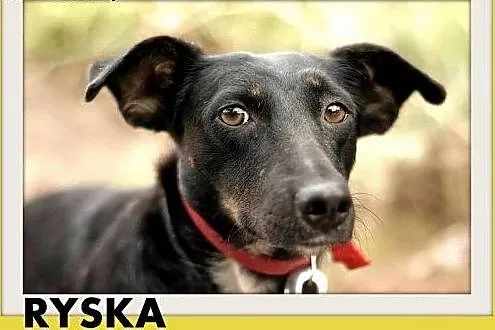 RYSKA,jamnik mix,7kg,młoda,roczna,przyjazna,nieśmi