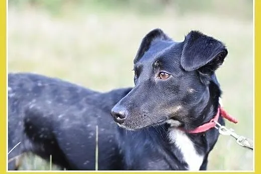 RYSKA,jamnik mix,7kg,młoda,roczna,przyjazna,nieśmi