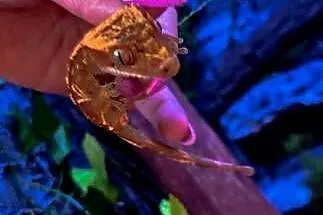 Gekon + wyposażone terrarium, Lubelskie, Zamość