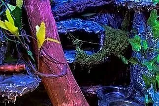 Gekon + wyposażone terrarium, Lubelskie, Zamość