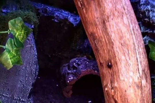 Gekon + wyposażone terrarium, Lubelskie, Zamość