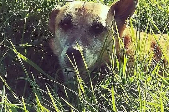 Kaja-sunia skazana na życie w schronisku? Możesz to zmienić - ADOPTUJ i uratuj, Śląskie, Katowice