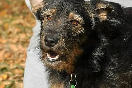 2 letni Tolek. Szorstkowłosy ideał do pokochania!,
